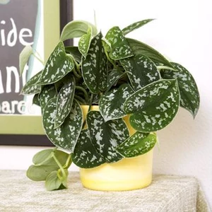 Szobai futóka pictus 12cm-s cserépben