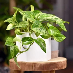 Szobai futóka 12cm-s cserépben