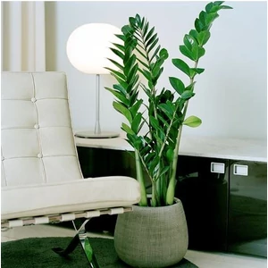 Agglegénypálma, Zamioculcas 12 cm-s cserépben, 30-50 cm