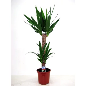 Jukka 2 töves 70-80cm