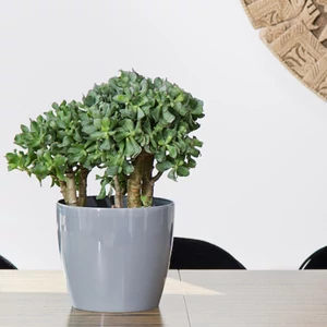 Magnolia műanyag kaspó 12 cm átmérő