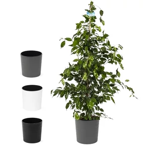 Fikusz benjamina kaspóban 150 cm