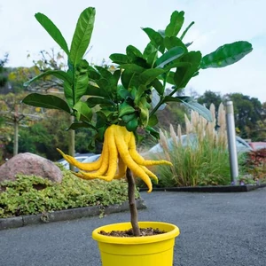 Citrom Buddha keze fa 70 cm, terméssel