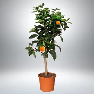 Narancs fa  60 cm Narancs fa  60 cm