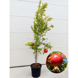 Gránátalma  bokor 100 cm