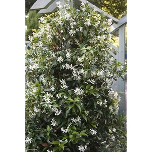 Csillagjázmin 17 cm-s cserépben