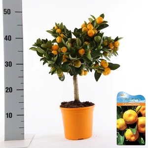 panamai narancs fa 50-70 cm panamai narancs fa 50-70 cm