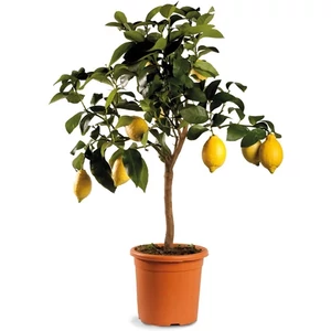 Citrom fa 80 cm, terméssel