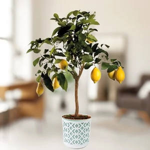 Citrom fa kaspóval, 80 cm