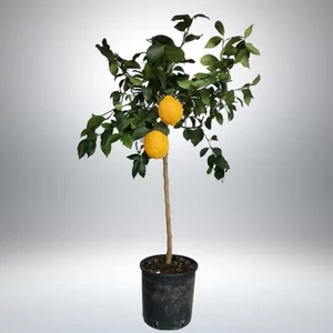 Meyer citrom 60 cm, terméssel