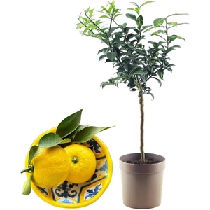 Yuzu Citrom fa 20 cm-s cserépben
