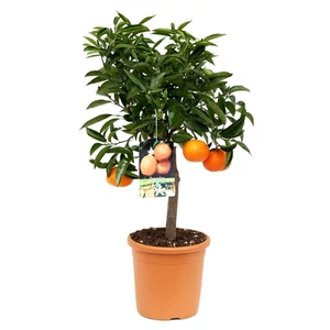 Klementin mandarin fa terméssel 60-70 cm