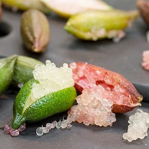 Ausztrál kaviárcitrom 20 cm-s cserépben