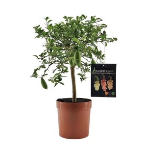 Ausztrál kaviárcitrom 20 cm-s cserépben