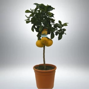 Grépfrút, Grapefruit fa 80 cm