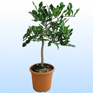 Kaffir Lime 70 cm fa Kaffir Lime 70 cm fa