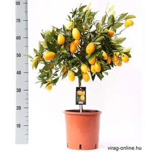 Kumquat, Koktélnarancs fa 60 cm Kumquat, Koktélnarancs fa 60 cm