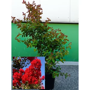 Selyemmirtusz piros bokor 100 cm, dynamite Selyemmirtusz piros bokor 100 cm, dynamite