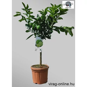 Lime fa 20 cm-es cserépben