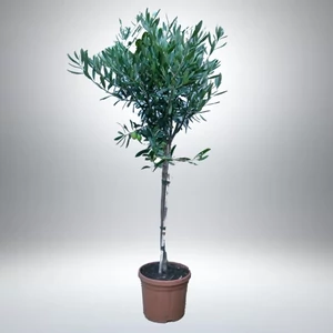 Olajfa, Oliva fa 90-100 cm Olajfa, Oliva fa 90-100 cm
