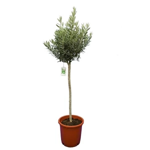 Olajfa, Oliva fa 170 cm