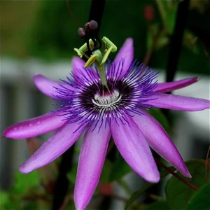 Golgotavirág, Passiflora Levanver Lady Golgotavirág, Passiflora Levanver Lady