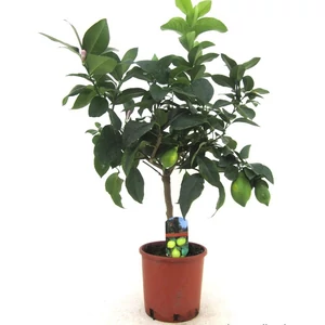 Citrom fa 80 cm, terméssel