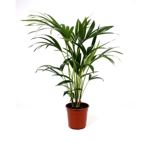 Kentia pálma 100-110 cm Kentia pálma 100-110 cm