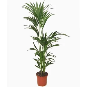 Kentia pálma 140-150 cm