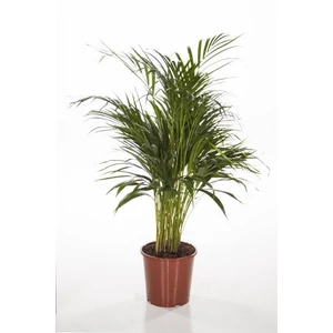 Bétel pálma 17  cm-s cserépben