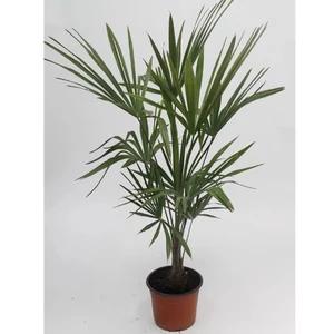 Lószőr pálma, 90 cm, Chamaerops 14 cm-es cserépben  Lószőr pálma, 90 cm, Chamaerops 14 cm-es cserépben