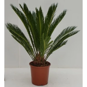 Cikász pálma 40-60 cm, 14 cm cserépben