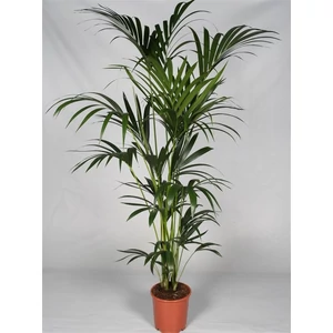 Kentia pálma 170-200 cm