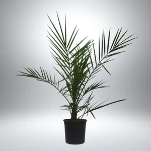 Datolya pálma 15 cm-s cserépben, 60 cm
