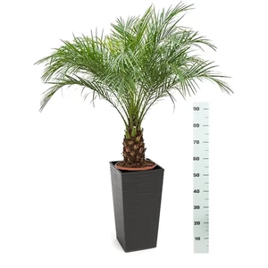 Datolyapálma + kaspó 170 cm Datolyapálma + kaspó 170 cm