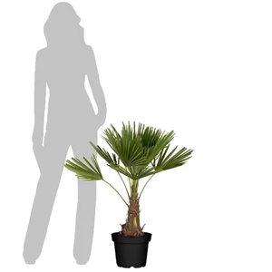 Kínai kenderpálma 80cm