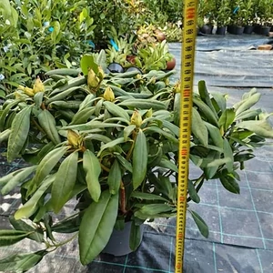 Rhododendron orszgos hzhozszlltssal -Virg-Online