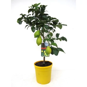 Citrom fa 80 cm, terméssel