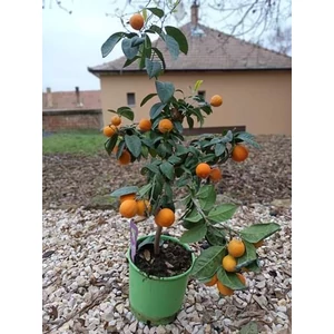 Limetta Rossa fa 80 cm