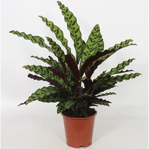 Zebralevl, nylgykr (calathea) gondozsa, szaportsa -Virg-Online