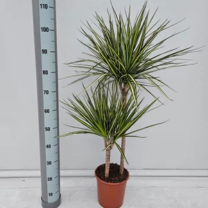 Sárkányfa Golden Dragon 110 cm