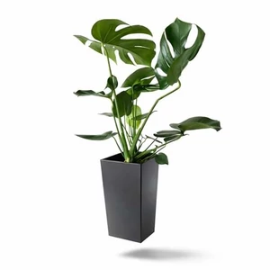 Könnyezőpálma, Monstera + kaspó 70-80 cm