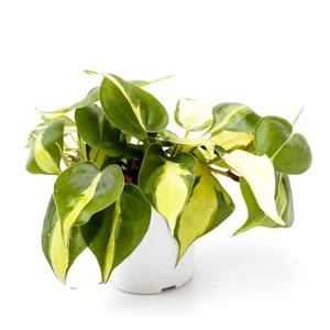 Filodendron brazil 12 cm-s cserépben Filodendron brazil 12 cm-s cserépben