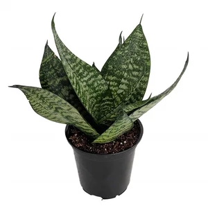 Anyósnyelv, Sansavieria futura robusta 12 cm-cserépben Anyósnyelv, Sansavieria futura robusta 12 cm-cserépben