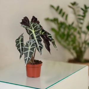 Ránclevél 12 cm-es cserépben