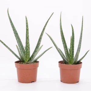 Aloe Vera 10 cm-s cserpben - Levldsznvnyek