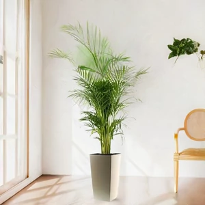 Bétel pálma 150-170 cm