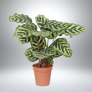 Nyílgyökér, Calathea makoyana 14 cm-s cserépben Nyílgyökér, Calathea makoyana 14 cm-s cserépben