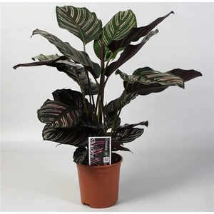 Nyílgyökér, Calathea sanderiana 40 cm Nyílgyökér, Calathea sanderiana 40 cm