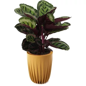 Nyílgyökér kaspóban Nyílgyökér kaspóban